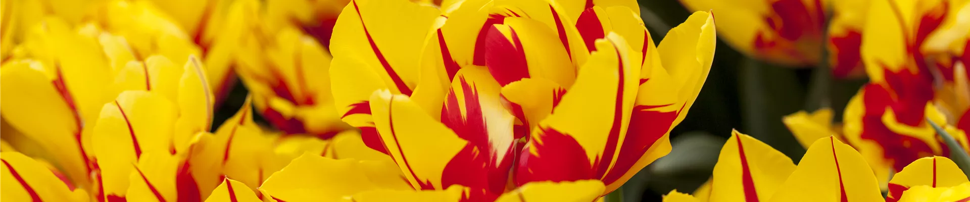 Tulipa 'Monsella'