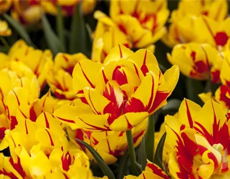 Gefüllte Tulpen: Volle Blüte und betörender Duft