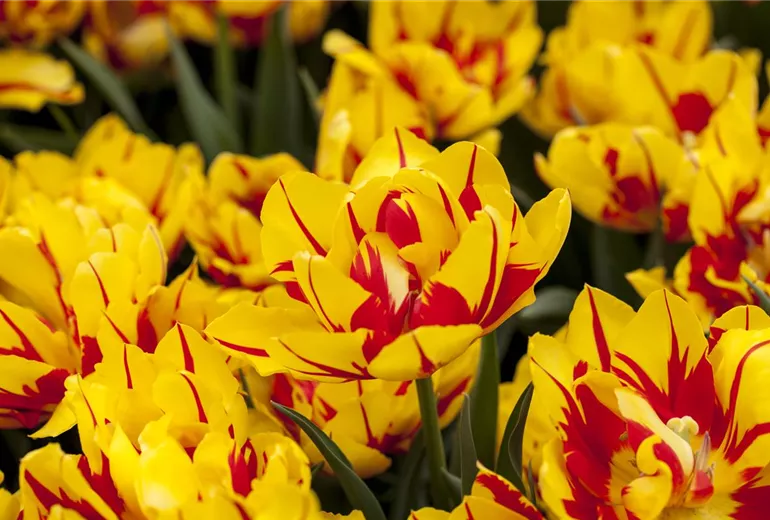 Tulipa 'Monsella'