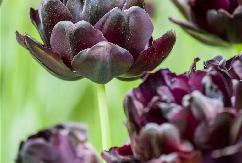 Tulipa 'Black Hero'