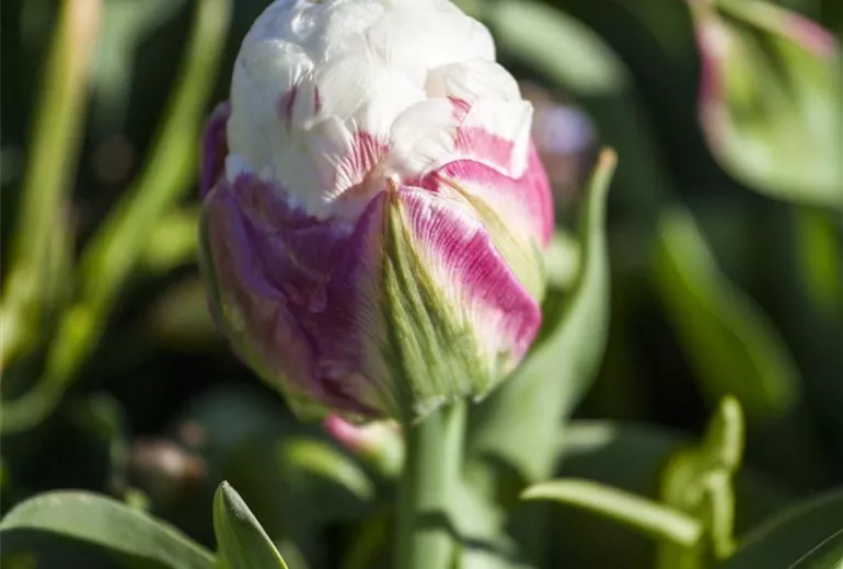 Tulipa 'Ice Cream'