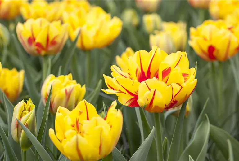 Tulipa 'Monsella'