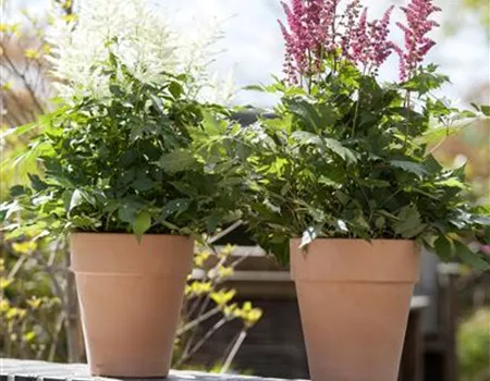 Garten to go: ungewöhnliche Pflanzgefäße im mobilen Garten
