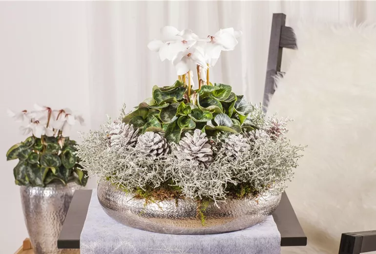 Cyclamen persicum, weiß
