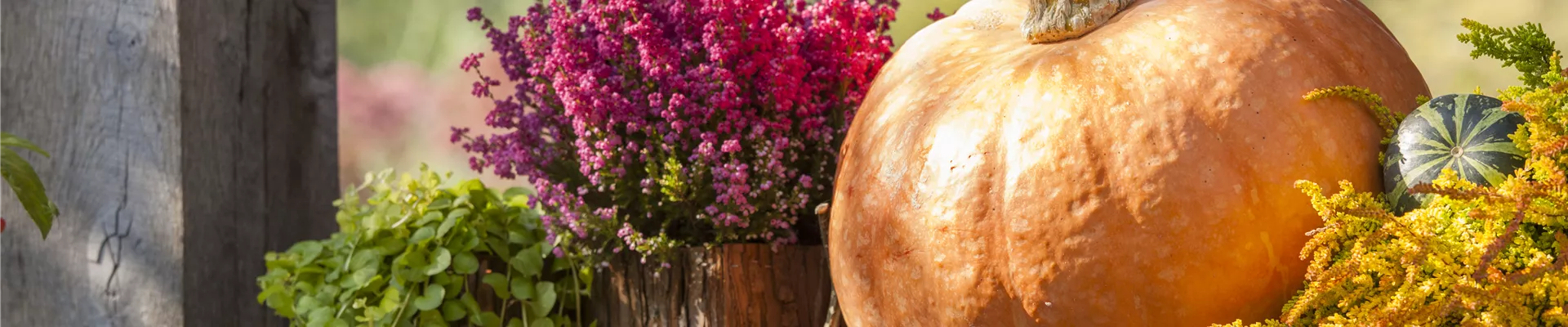 Lysimachia nummularia Lysimachia nummularia