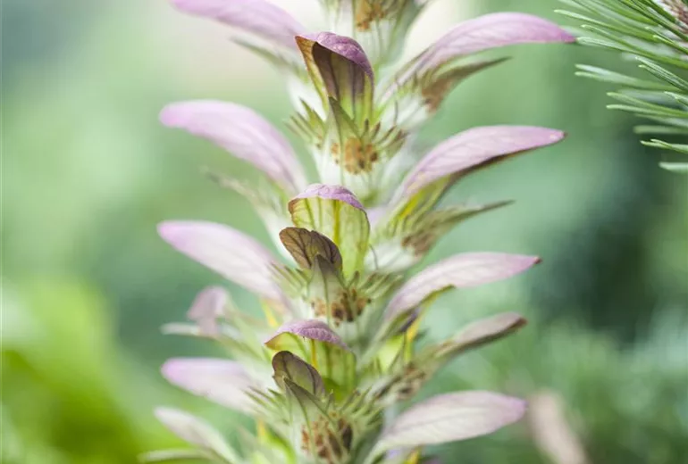 Acanthus hungaricus