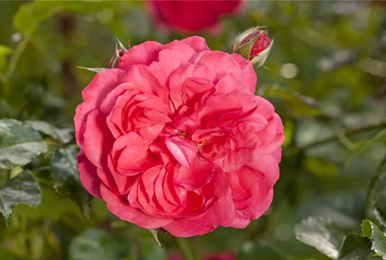 Kletterrose, karminrot
