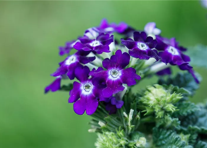 Die Verbene – der Insektenstar unter den Pflanzen Die Verbene – der Insektenstar unter den Pflanzen