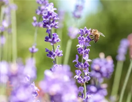 Wellness für die Nase: Düfte für Beet und Beauty Wellness für die Nase: Düfte für Beet und Beauty