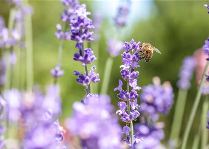 Wellness für die Nase: Düfte für Beet und Beauty