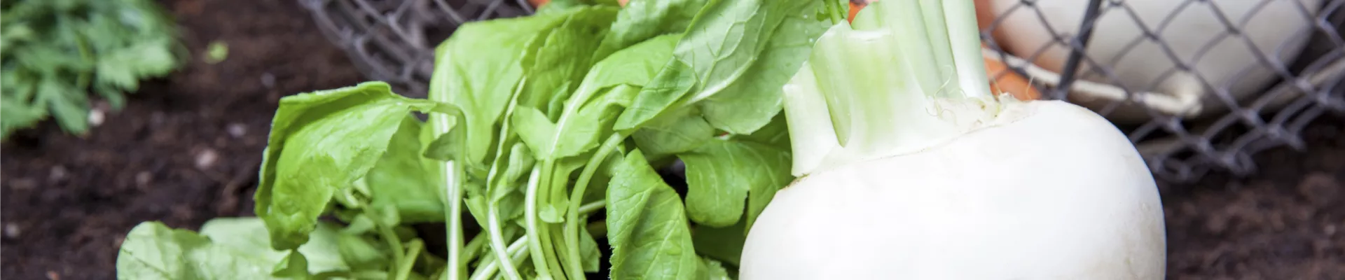 Raphanus sativus var. sativus Raphanus sativus var. sativus