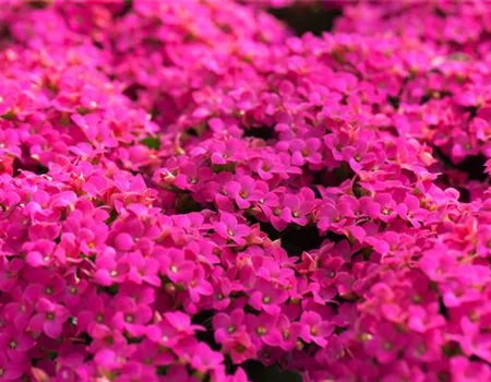 Feuer und Pflanze - Das Flammende Käthchen Feuer und Pflanze - Das Flammende Käthchen