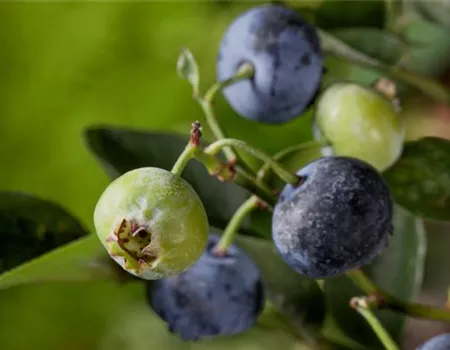 Heidelbeeren – die blauen Super-Beeren Heidelbeeren – die blauen Super-Beeren