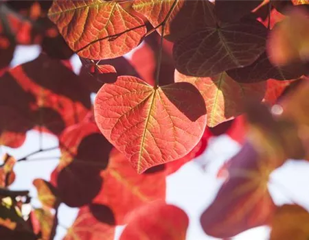 Igelheim, Dünger und Co.: überschüssiges Laub sinnvoll einsetzen Igelheim, Dünger und Co.: überschüssiges Laub sinnvoll einsetzen