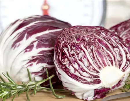 Herbstsalate: Frische aus dem eigenen Garten Herbstsalate: Frische aus dem eigenen Garten