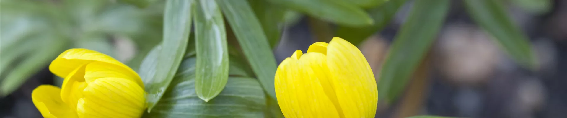 Eranthis hyemalis Eranthis hyemalis