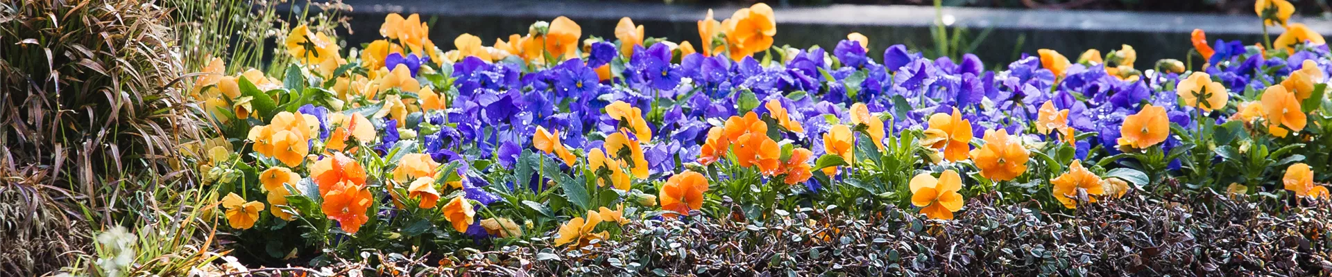 Grabbepflanzung Grabbepflanzung