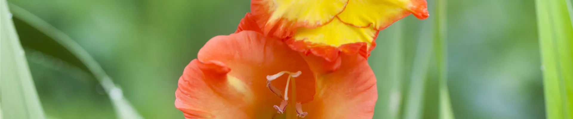 Gladiolus, gelb-rot Gladiolus, gelb-rot