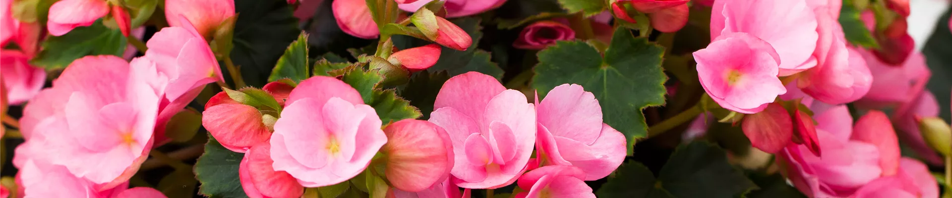 Begonia betulia 'Candy'® Begonia betulia 'Candy'®