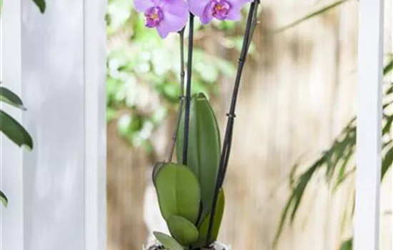 Wintergärten - den Sommer einfach verlängern Wintergärten - den Sommer einfach verlängern