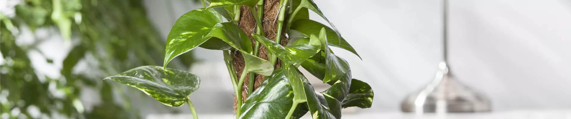 Epipremnum aureum Epipremnum aureum