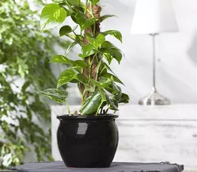 Zimmerpflanzen duschen