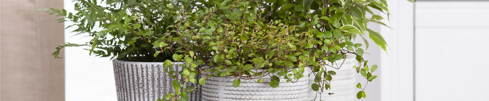 Grünpflanzen Grünpflanzen