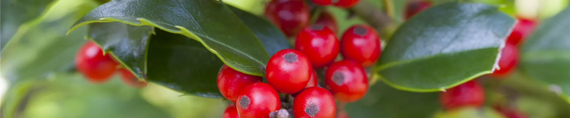Ilex aquifolium 'Alaska'