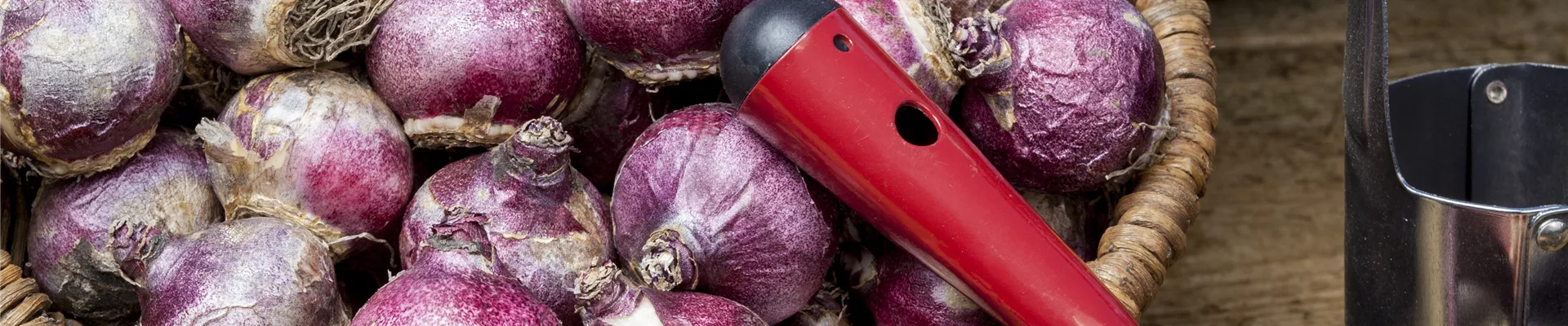 Hyacinthus Hyacinthus