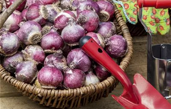 Im Winterquartier: Eingelagerte Blumenzwiebeln kontrollieren Im Winterquartier: Eingelagerte Blumenzwiebeln kontrollieren