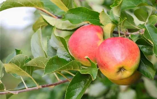 Apfelernte Apfelernte