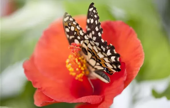 Der Experimentiergarten: es gibt Viel zu entdecken! Der Experimentiergarten: es gibt Viel zu entdecken!
