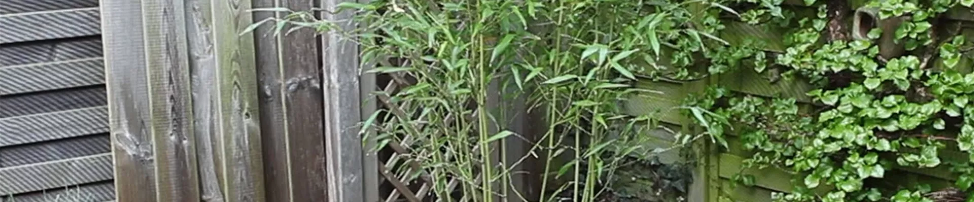 Bambus - Einpflanzen im Garten (Anleitung - 6)