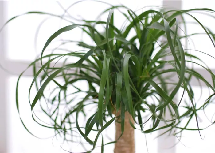 Elefantenfuß - Einpflanzen in ein Gefäß