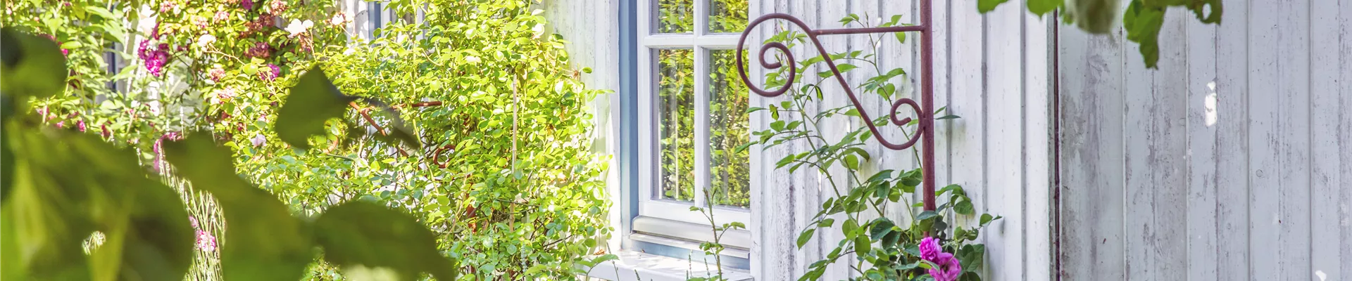 Hauswand mit Rosen Hauswand mit Rosen