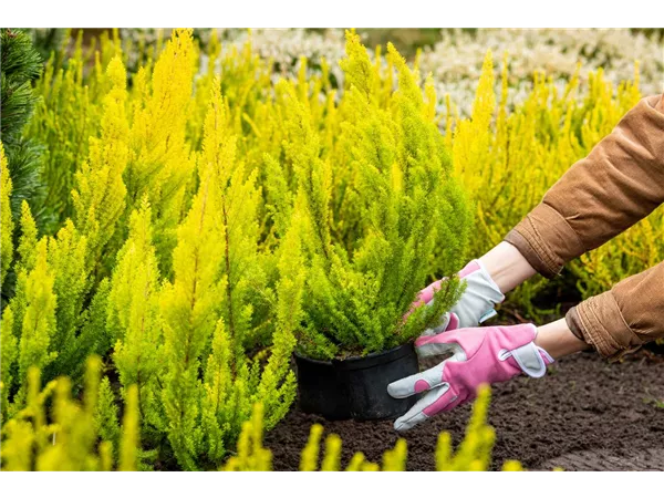 Ausbildung zum Baumschüler/in