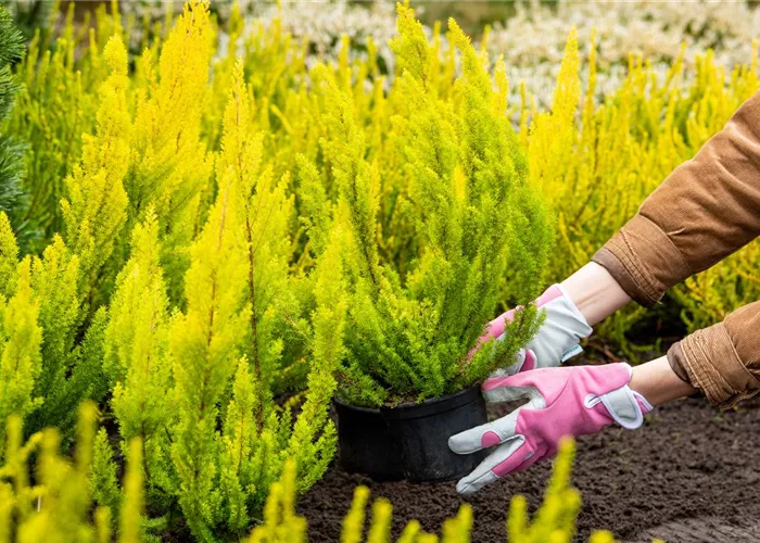 Ausbildung zum Baumschüler/in Ausbildung zum Baumschüler/in