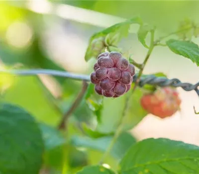 Rubus id.'Glen Coe' CAC Rubus id.'Glen Coe' CAC