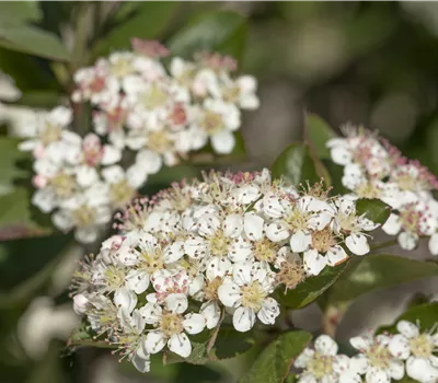 Aronia melanocarpa 'Rubina'