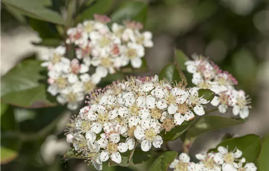 Aronia melanocarpa 'Rubina'