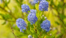 Säckelblume 'Victoria'