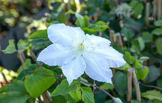 Clematis 'Gladys Picard' Clematis 'Gladys Picard'