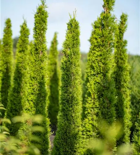 Cupressus sempervirens 'Totem'