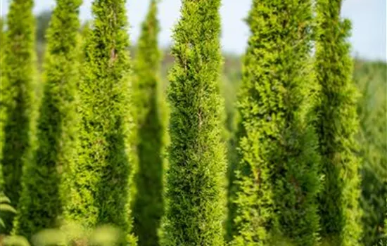 Cupressus sempervirens 'Totem'