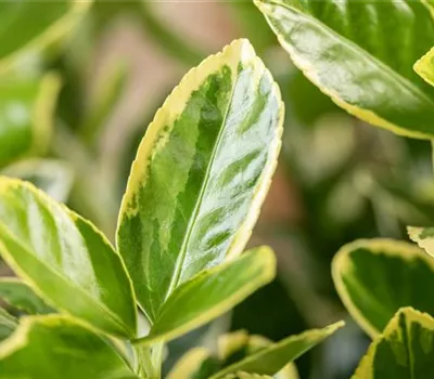Euonymus japonicus 'Elegantissima Aurea' Euonymus japonicus 'Elegantissima Aurea'