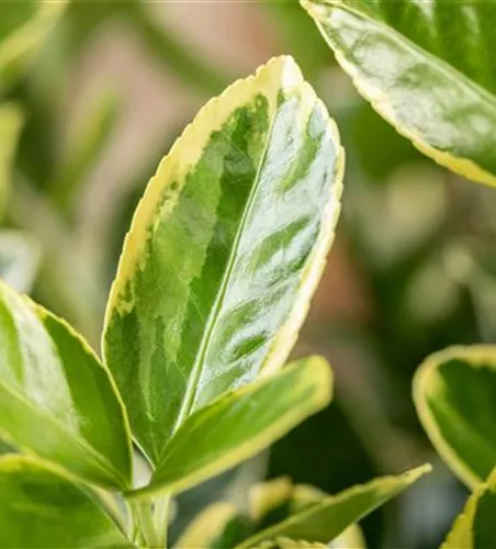 Euonymus japonicus 'Elegantissima Aurea'