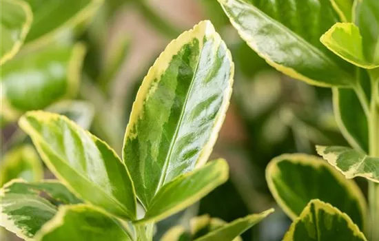 Euonymus japonicus 'Elegantissima Aurea'