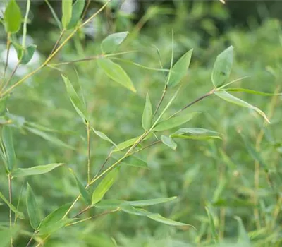 Fargesia nitida 'Green Panda'