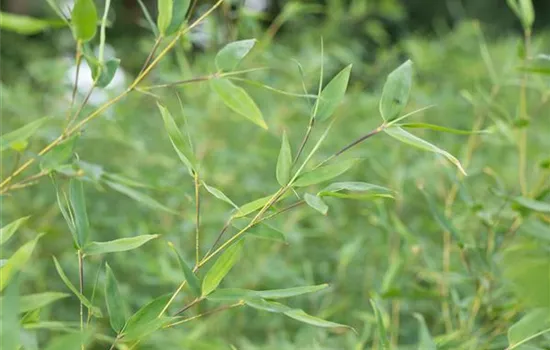 Fargesia nitida 'Green Panda'