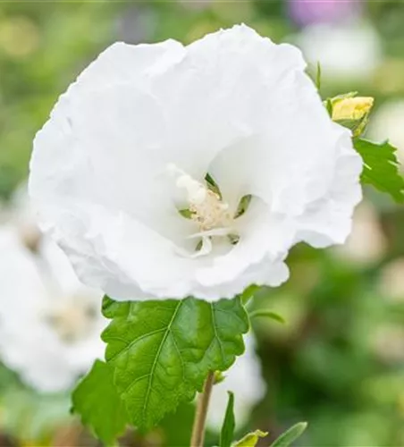 Hibiscus syriacus 'William R.Smith'